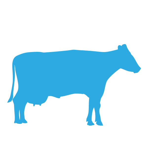 Op dit bedrijf worden koeien gehouden voor de melkproductie. Bij sommige bedrijven vindt tevens verwerking van de melk plaats tot bijvoorbeeld kaas of ijs.